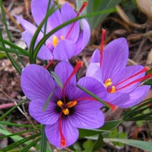 May include: Close-up of vibrant purple saffron crocus flowers with long red stigmas and yellow anthers. The petals have delicate veining, and the flowers are surrounded by green grass. A beautiful image of a spice.