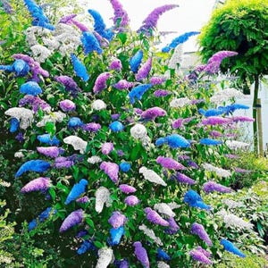 May include: A vibrant bush with clusters of purple, blue, and white flowers. The flowers are long and cone-shaped, set against a backdrop of green leaves. The image captures a lush, colorful display of nature.
