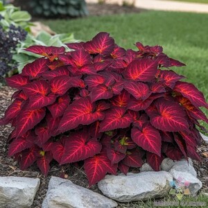 May include: A vibrant coleus plant with deep burgundy leaves and striking red veins. The plant is surrounded by small, light-colored rocks and green grass, creating a colorful contrast. The leaves have a heart shape.