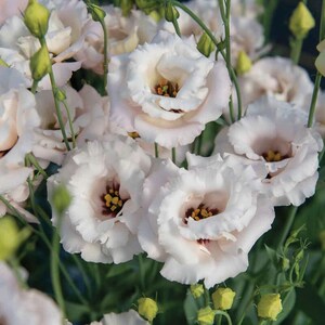 May include: Close-up of several white Lisianthus flowers with ruffled petals and dark centers. The flowers are in full bloom, with some buds visible. Green stems and leaves provide a natural backdrop.