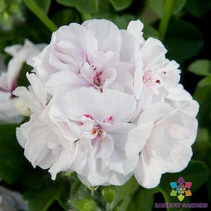 May include: A close-up of a white geranium flower with multiple layers of delicate petals. The flower has subtle pink accents near the center and is surrounded by green foliage. The image is well-lit, highlighting the flower's texture.