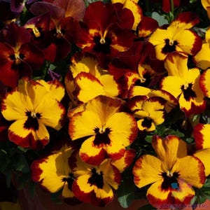 May include: Close-up of vibrant pansy flowers in full bloom. The petals display a striking contrast of colors, with a bright yellow base, edged with a deep burgundy and a dark center. The flowers are clustered together, creating a rich, textured display.