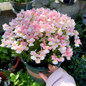 May include: A vibrant pot of Nemesia flowers, showcasing a profusion of delicate blooms in shades of pink, white, and yellow. The flowers are densely packed, creating a full, lush appearance. The pot is green and held by a person.