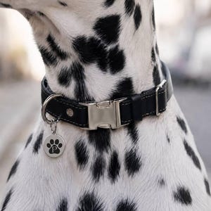 Puede incluir: Collar de perro de cuero negro con hebilla plateada y un dije de huella de pata. El collar est&aacute; sobre un perro d&aacute;lmata con manchas negras sobre pelaje blanco. El dije tiene una huella de pata y la letra "P".