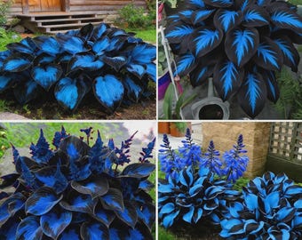 200pcs Non-GMO Giant Hosta Seeds - Easy-Grow Shade Perennial, purple blue