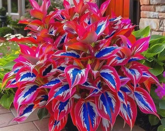 Hosta Seeds - 100 Rare White& Red Hosta with Blue Variations - Perennial Plants