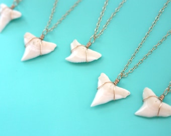 Genuine Shark Tooth Necklace, Gold Shark Tooth Jewelry, Real Shark Tooth Pendant, Delicate Gold Necklace, Real Shark Tooth Necklace