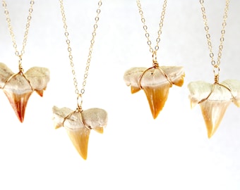 Colar de dente de tubarão fossilizado, colar de dente de tubarão dourado, pingente de dente de tubarão em ouro rosa, colar de dente de tubarão em prata esterlina