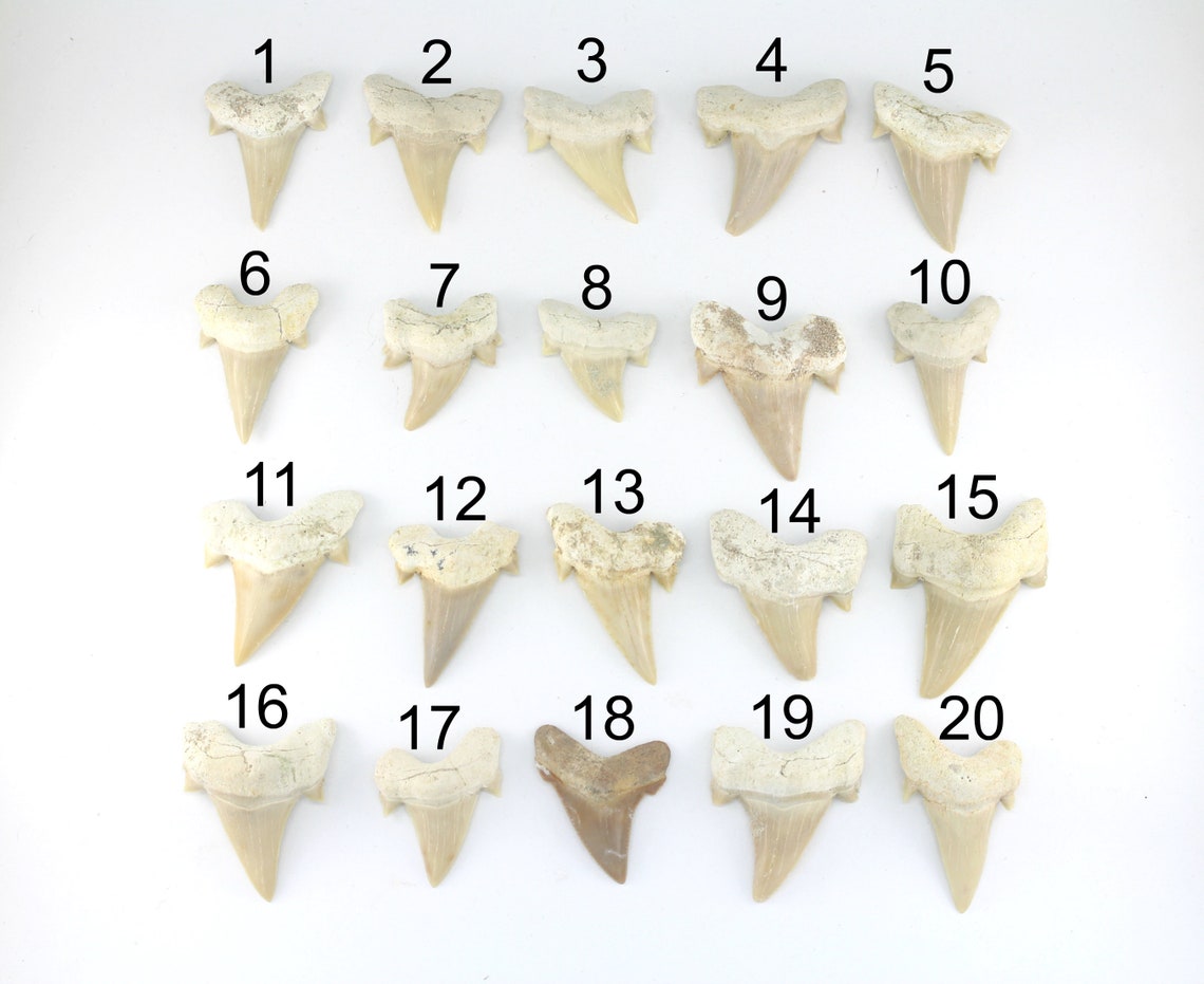 Fossilized Shark Tooth Necklace Gold Shark Tooth Necklace - Etsy