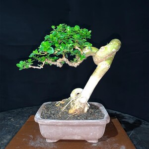 Premna Microphylla Bonsai Small Size Baumpflanze klein