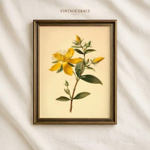 Vintage St. John’s Wort Print | Antique Hypericum Botanical Illustration | Yellow Wildflower Art | Digital Download Poster