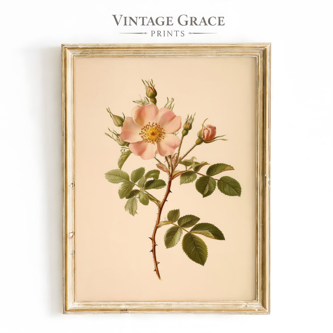 Vintage Wild Rose Botanical Print | Antique Blush Pink Flower ...
