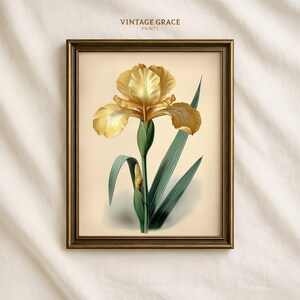 Op de afbeelding: Ingelijste botanische print met een gedetailleerde illustratie van een gele irisfleur met groene bladeren en stengel. De print staat tegen een crèmekleurige achtergrond en is ingelijst in een donkerbruine houten lijst. De tekst "VINTAGE GRACE PRINTS" staat bovenaan.