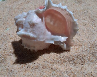 Pink Murex Shell