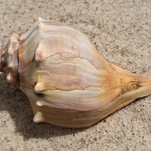May include: A large, spiraled seashell featuring a smooth, tapered body with a pointed apex. The shell displays a gradient of soft beige, cream, and pale pink tones, with subtle ridges and a textured, weathered surface along its elongated base.