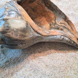 Knobbed Whelk Shell
