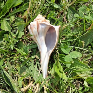 May include: A spiral-shaped seashell with a smooth, elongated opening. The exterior features a textured surface with shades of cream, tan, and light brown, while the interior is a smooth, pale white color with a glossy finish.