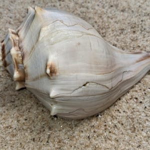 May include: A large, spiraled seashell with a smooth, off-white surface featuring subtle brown streaks and natural ridges. The shell has a pointed apex and a wide, elongated body with distinct, sharp protrusions along the outer edge of the spiral.