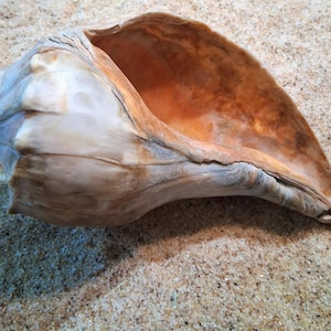 May include: A large conch shell with a smooth, light beige exterior and a deep, warm orange interior. The shell features a spiral-shaped top and a wide, elongated opening that reveals the textured, gradient coloration of the inner chamber.