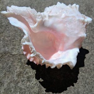 May include: A large, light pink conch shell with a textured surface and a ruffled edge. The shell has a natural, organic shape and is set against a gray background. The interior of the shell has a deeper pink hue.