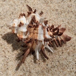 May include: A murex seashell featuring a spiraled structure with white and brown coloration. The shell is characterized by its prominent, sharp, thorn-like protrusions extending from the body, creating a textured and jagged appearance.