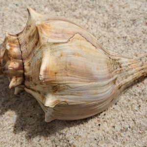 Knobbed Whelk Shell