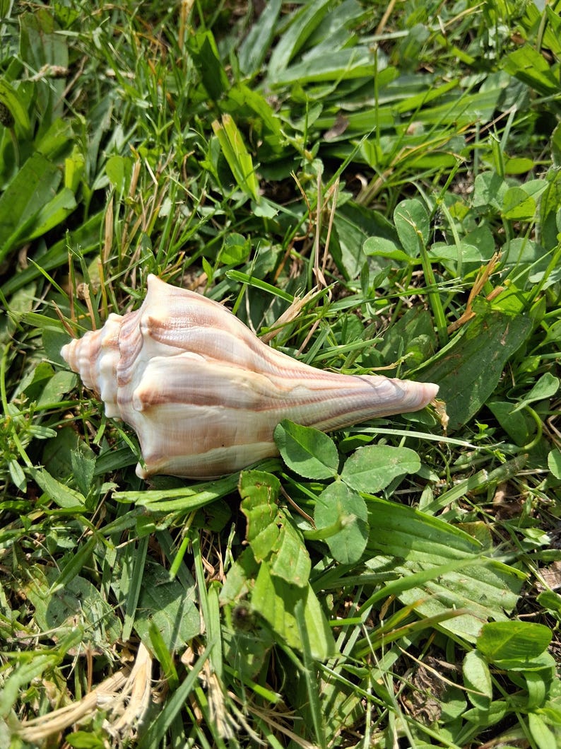 Op de afbeelding: Een lichtbruine en witte schelp met een spiraalvorm en een puntig uiteinde. De schelp heeft subtiele bruine verticale strepen langs het gladde, gebogen oppervlak, wat een natuurlijke textuur en een taps toelopende vorm laat zien.