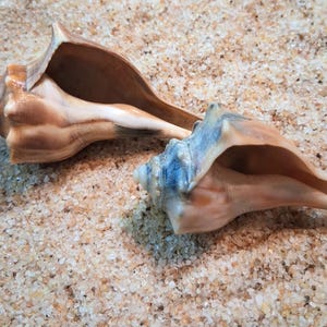 Knobbed Whelk Shells