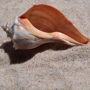Orange Atlantic Whelk Shell