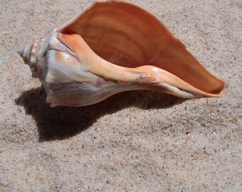 Orange Atlantic Whelk Shell