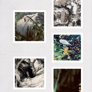 以下が含まれることがあります： 5つの正方形の写真のコラージュ。 羽根、黄色の花のある植物、さまざまな葉など、自然要素のクローズアップが写っています。 1つの画像には「SIMPLEX LINEA」というテキストが含まれています。 写真は白いテクスチャの背景にあります。