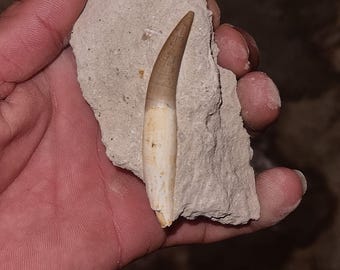 プレシオサウルスの歯の化石（母岩入り） - 美しく保存された標本