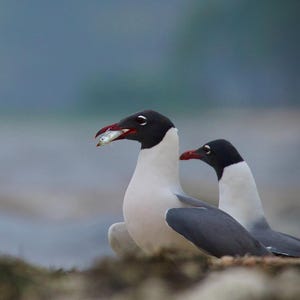 May include: Two seagulls with black heads, white bodies, and grey wings stand on a shore. One bird holds a small fish in its beak. The background is a blurred view of the ocean and sky.