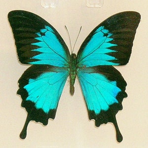 Blue Mt. Swallowtail-Papilio ulysses in clear acrylic case