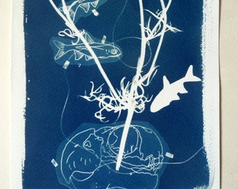 Camomille, cyanotype