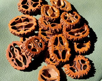 16 Black Walnut Cut  Slices Beads, Buttons for Jewellery Making, Macrame, Collage, & Craft Work