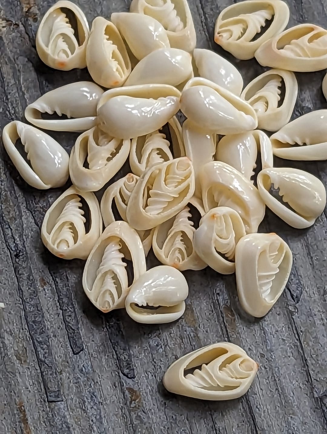 Cowrie Shells Beads 1950s//vintage Shell Beads 13-15mm 20pcs - Etsy