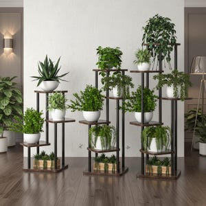 Puede incluir: Tres estanterías para plantas escalonadas con estantes de color marrón oscuro y marcos de metal negro. Cada estantería contiene varias plantas en macetas en macetas de cerámica blanca. Las plantas varían en tamaño y tipo.