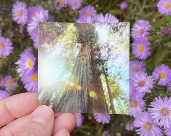 The Canopy 2.5" Holographic Sticker | Landscape Photography Stickers | Square Stickers | Photo Sticker | Water Bottle Stickers