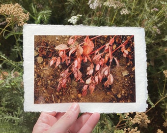 Deckled Edge Art Prints — Blush Brush