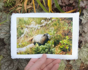 Deckled Edge Art Prints — Mountain Marmot