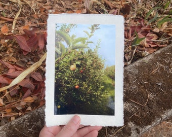 Deckled Edge Art Prints — Apple Branches