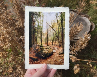 Deckled Edge Art Prints — Late Autumn Forest Walks