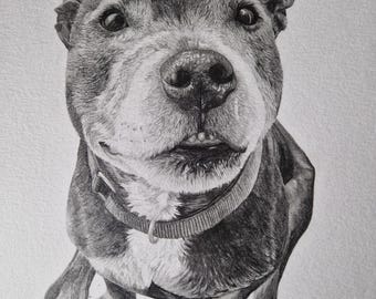 Encargos de retratos de mascotas a lápiz