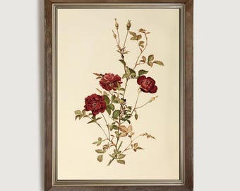 Vintage Rose Botanical Print, Antique Floral Wall Art, Cottagecore French Country Decor