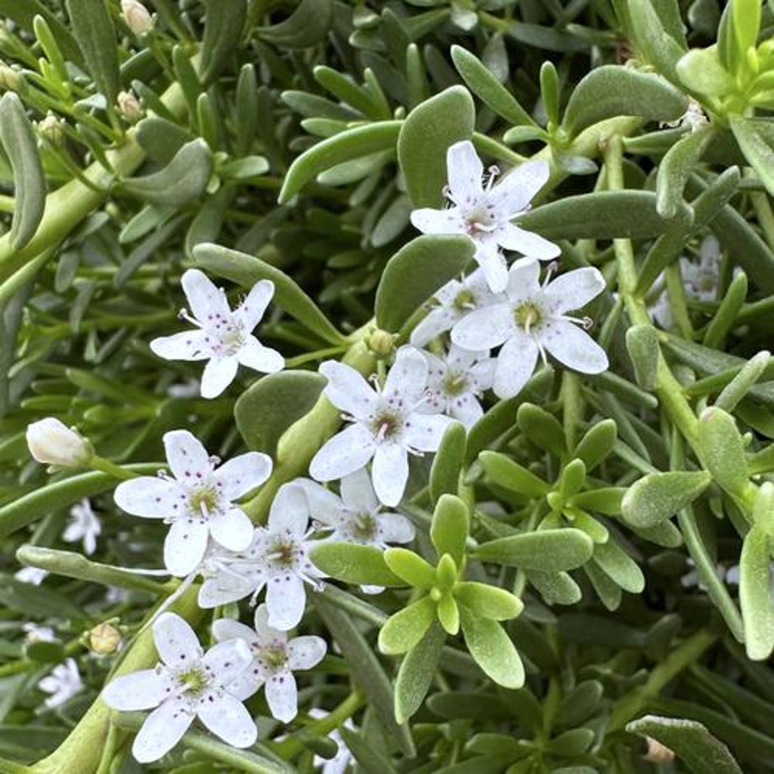 Myoporum Parvifolium - 1 Gallon - Creeping Groundcover - Evergreen With