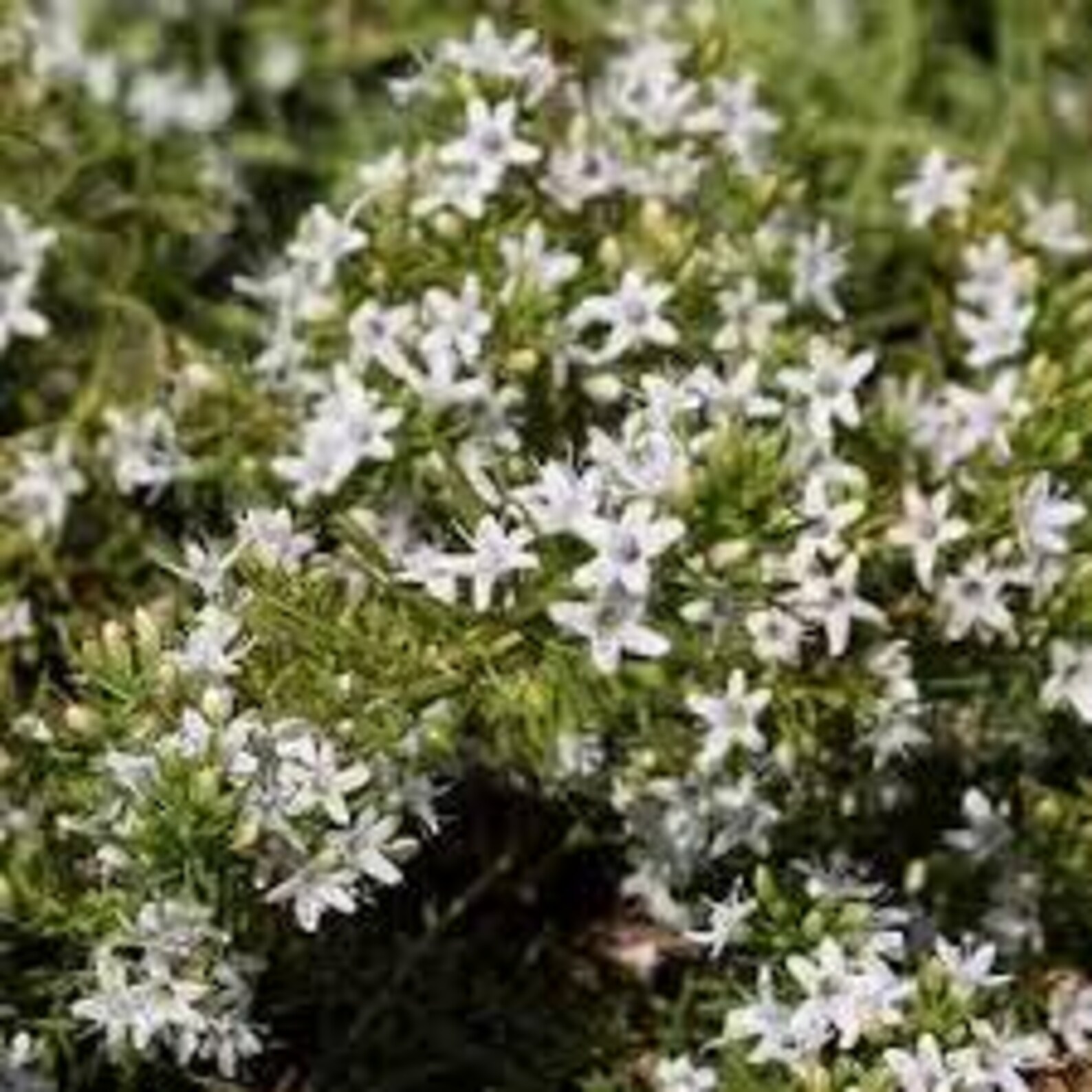 Myoporum Parvifolium - 1 Gallon - Creeping Groundcover - Evergreen With ...