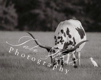Longhorn | Black and White | Bird