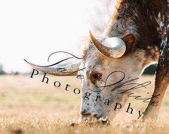 Spotted Longhorn