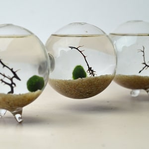 Marimo Terrarium - Japanese Moss Ball - Triple Aquarium - Home and Living - Desktop Accessory - Home Decor - Living Gift